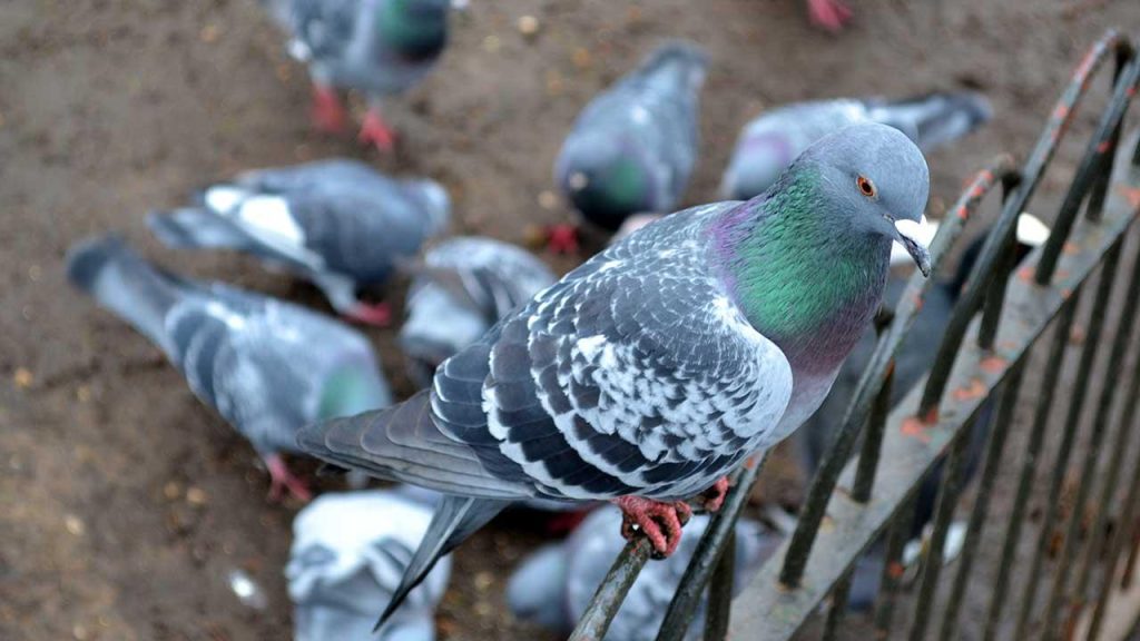 Schädlinge im Garten und im Haus effektiv loswerden - Tauben bei Freizeit, Haus & Garten