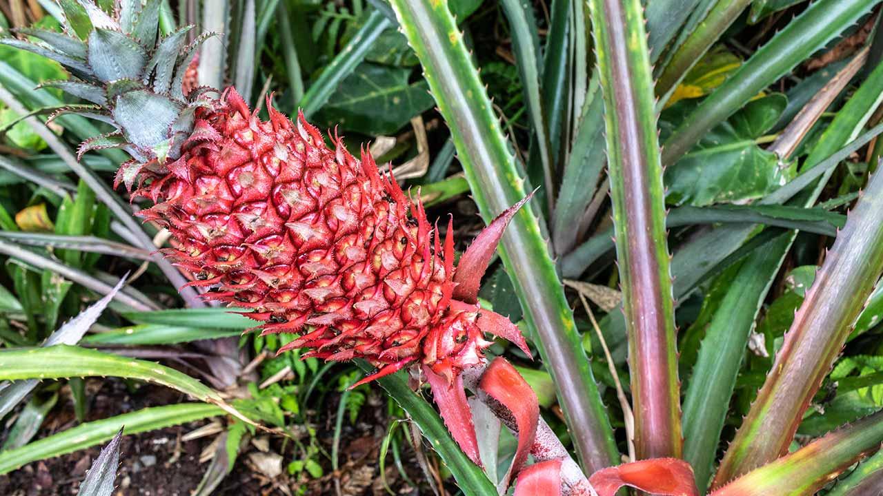Zierananas bei Freizeit, Haus und Garten