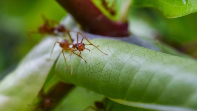 Ameisen im Hochbeet - Nahaufnahme Ameise auf Blatt bei Freizeit, Haus & Garten